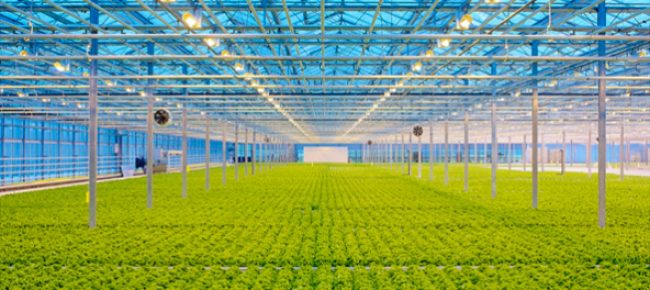 led-iluminacion-horticultura